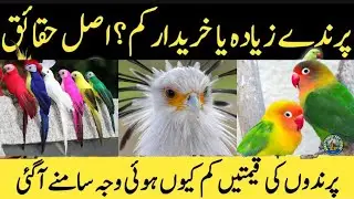 Birds Ke Prices Kam Hony Ke Waja? | New Birds Prices kia han SB bata diya