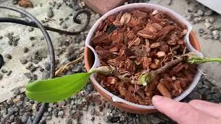 Day-off Vlog 12-26-21: moving warm growing orchids in