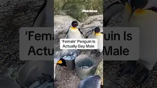 'Female' Penguin Discovered To Be A Gay Male
