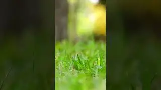 WIND SOUNDS 🌀 #relax #sleep #study #ambient #nature #wind #meditation #relaxation