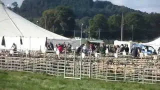 WELSH MULE BREEDING EWES SALE @ THE ROYAL WELSH
