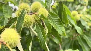 Conkers .. sweet chestnuts .. signs of autumn .. 