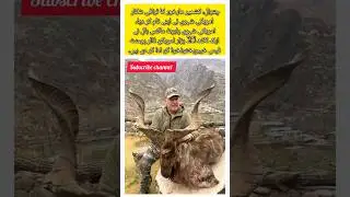 Chitral markhor #hunting #markhor #wildlife #shorts #viralshorts