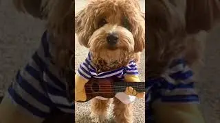 #dogintro😊 #shortsintro#comedyshorts#shortvideo#subscribe#shortswithj#vairal #trending#vairalshorts