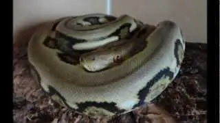 PYTHON LOVE