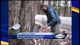 Escape Outside: Backyard maple production
