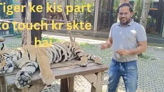 Fun with Tiger 🐯 |Tiger ke sath photo #Tiger