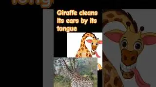 How giraffe cleans it's ears..#shorts #knowledge #song #new #shortsfeed #youtube #viral #ytshorts