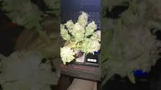 harvest northern lights auto micro grow 38g wet
