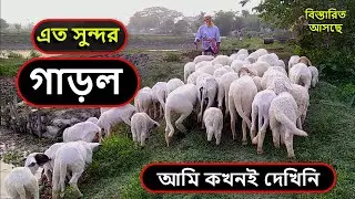 The Best Sheep Farming in Bangladesh । সবচেয়ে সুন্দর গাড়লের খামার । গাড়ল । garol