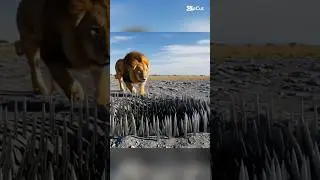 Lion walk on the sharp metallic spikes that are embedded in his body.#animals #humanity #lion #ai