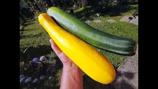 Zucchini...