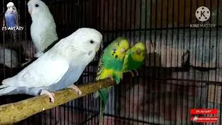 FS Aviary | Exhibition Baby Pied, Spangle, Tcb, YF and cobalt opline Exi. 2021 overview #FSAviary