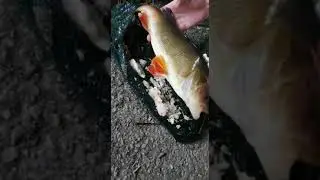 Look At This!!! Big Perch From River Itchen!! 😜🎣