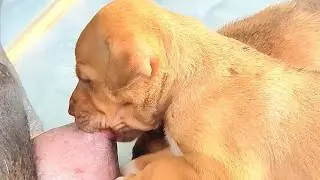 Rural puppy newborn breastfeeding, And drink Mum's milk🥰🥰 #puppy #cute #viral #cutedog #doglife