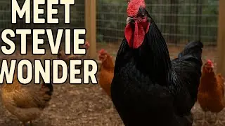 Meet Stevie Wonder: The Black Australorp Rooster Who Runs the Coop!