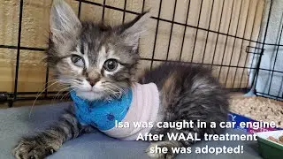 Wags and Whiskers 2021 - Success Stories