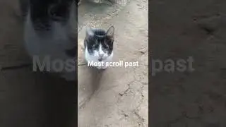 #любителикошек #кот #котенок #собака #милый #игры #милоеживотное #друзья