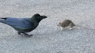 ворона и крыса