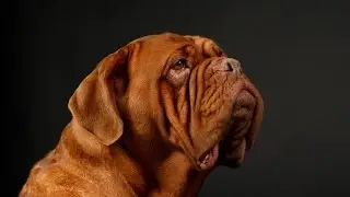 PAWSOME - 50+ dog breeds in for studio portraits