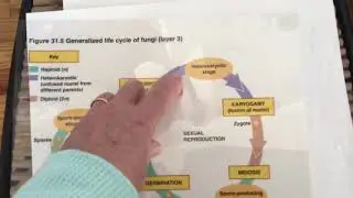 Coronacam Introduction to Fungi
