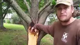 Why do bradford pear trees split?