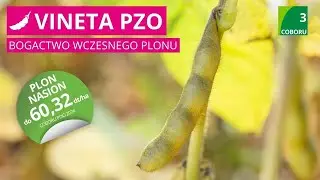 Soja Vineta PZO 🌱 wczesność COBORU: 3