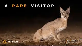 Caracal Visits an Overnight Photo Hide - Untamed Photo Safaris