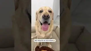 Лучше бы я его не спрашивал😁