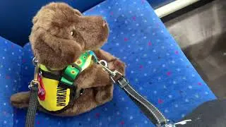 Meet Rosie II (my new Working Plush Pup)