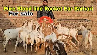 Pure Blood line Rocket Ear Barbari Bakriya with Train 🚉 Transport#goat #farming #bakripalankaisekre