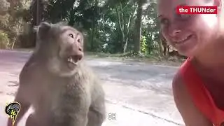 ANIMALS vs HUMANS 😱😂 fun & shocks so far 2025