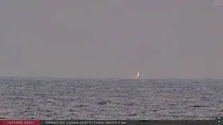 31/12/25 Two breaches and fin slaps from Humpback whales