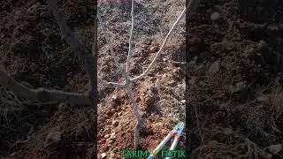 Siirt -Antep fıstığı Şekil budaması-2 #budama #siirtfıstığı #pistachio shape pruning-2
