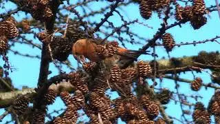 The Common Crossbill and its call