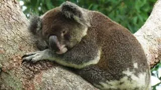 Koala Gardens 2017 - the year that was!
