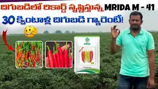 MRIDA M-41 మిరప వేరిటీ సూపర్ రిజల్ట్ 🔥 | పక్కగా 30 క్వింటాళ్ల దిగుబడి | రైతులకి బెస్ట్ చాయిస్