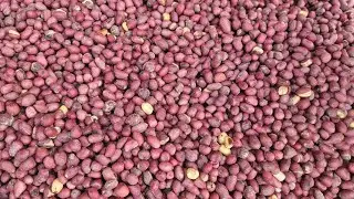 How To Roast Groundnuts For Snacks |  Crunchy Roasted Peanuts In 10 Minutes - Tea Bite Snack
