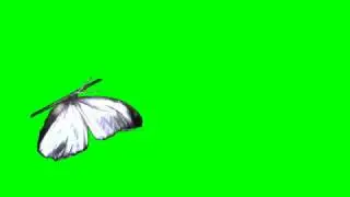 White Butterfly (green screen)