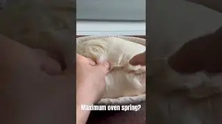 Sourdough bread Maximum oven spring #shorts