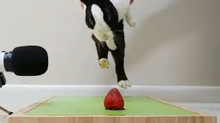 Rabbit eating strawberry ASMR - FAIL!