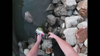 Channel Cod Hit Hard. Regardless Of Size