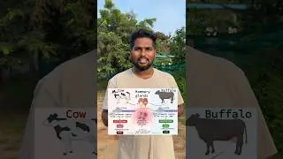 What to do about swollen udder?