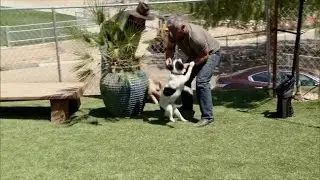 Thousands Sign Petition to End Cesar Millan's Show After Dog Bites Pig