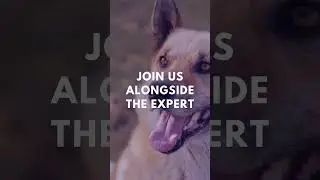 Pet Wellness Evolution webinar - Top Wellness Products #caninehealth #petindustry