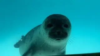 Seal Pups at Sealcenter Pieterburen 07.07.2023