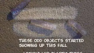 What Are These Kooky Creatures on Oregon Coast? (Weird Beaches Science, Pyrosomes)