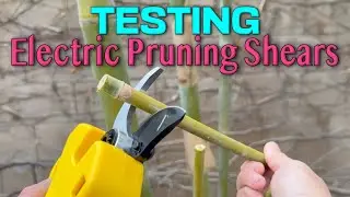 🎄 Testing My New Electric Pruning Shears! ✂️🎋