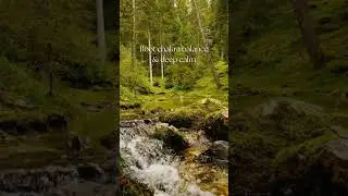 Root Chakra Balance 🌳 | 90&ndash;101Hz Deep Calm #Shorts