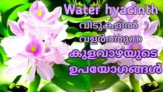 Uses of Water hyacinth || Episca||   Flame violet | How to grow Episca| കുളവാഴ| Abdul Kareem C A